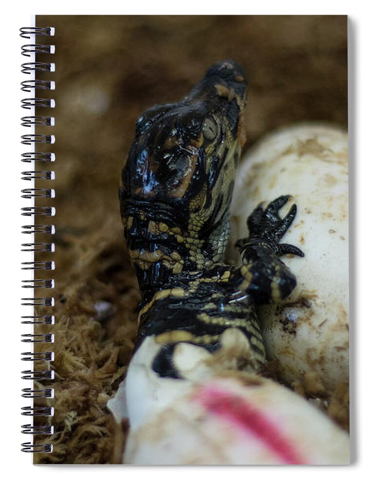 Alligator Spiral Notebook featuring the photograph Hatchling Alligator by Carolyn Hutchins