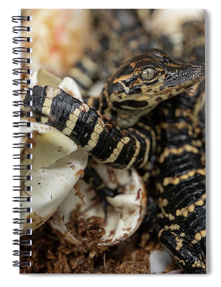 Alligator Spiral Notebook featuring the photograph Hatchling Alligators by Carolyn Hutchins