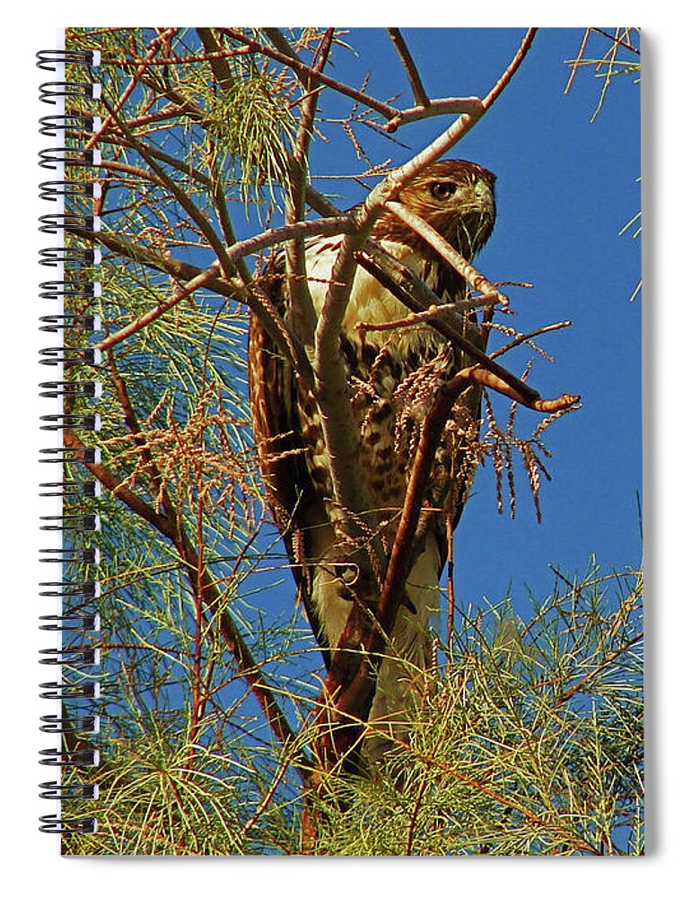 Bird Spiral Notebook featuring the photograph Hawk Eye by Carl Moore