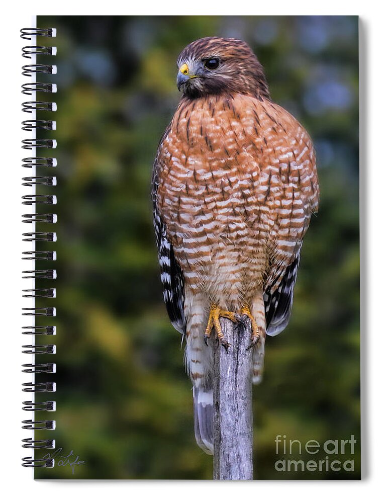 Fine Art America Spiral Notebook featuring the photograph Hawk on Fencepost by Rosanna Life