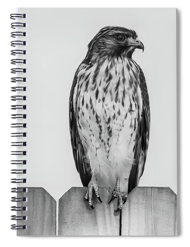 Hawk Spiral Notebook featuring the photograph Hawk by Rick Redman