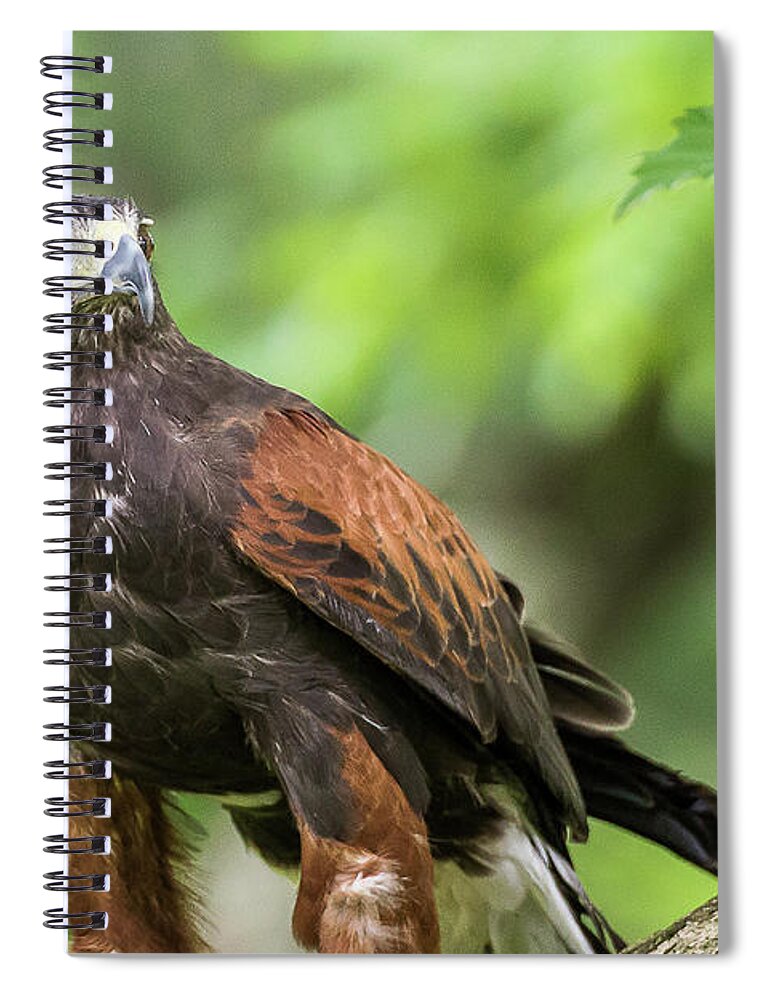 Raptors Owl Hawk Spiral Notebook featuring the photograph Hawk by Robert Miller