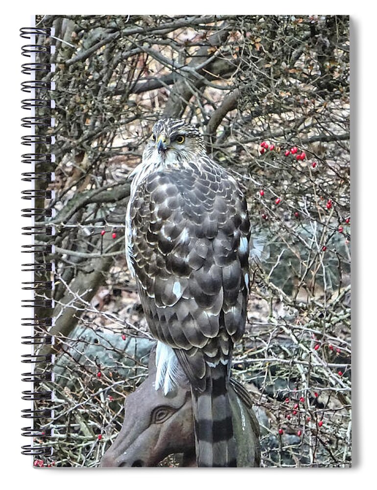 Hawk Spiral Notebook featuring the photograph Hawk Sitting on Horse Head by Russel Considine