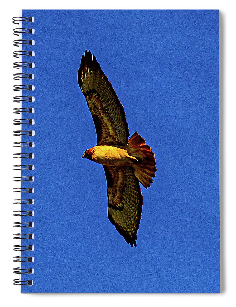 Hawk Spiral Notebook featuring the photograph Hawk Watch 2 by Phyllis Spoor