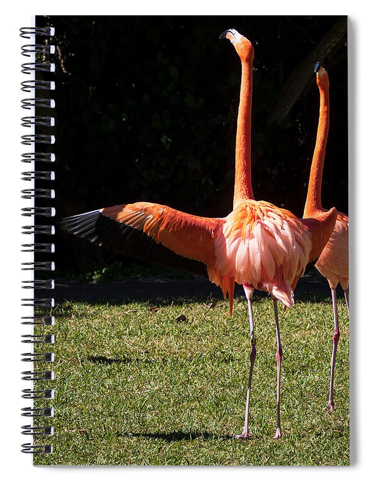 Flamingos Spiral Notebook featuring the photograph He Went Thataway to Sarasota Jungle Gardens by L Bosco