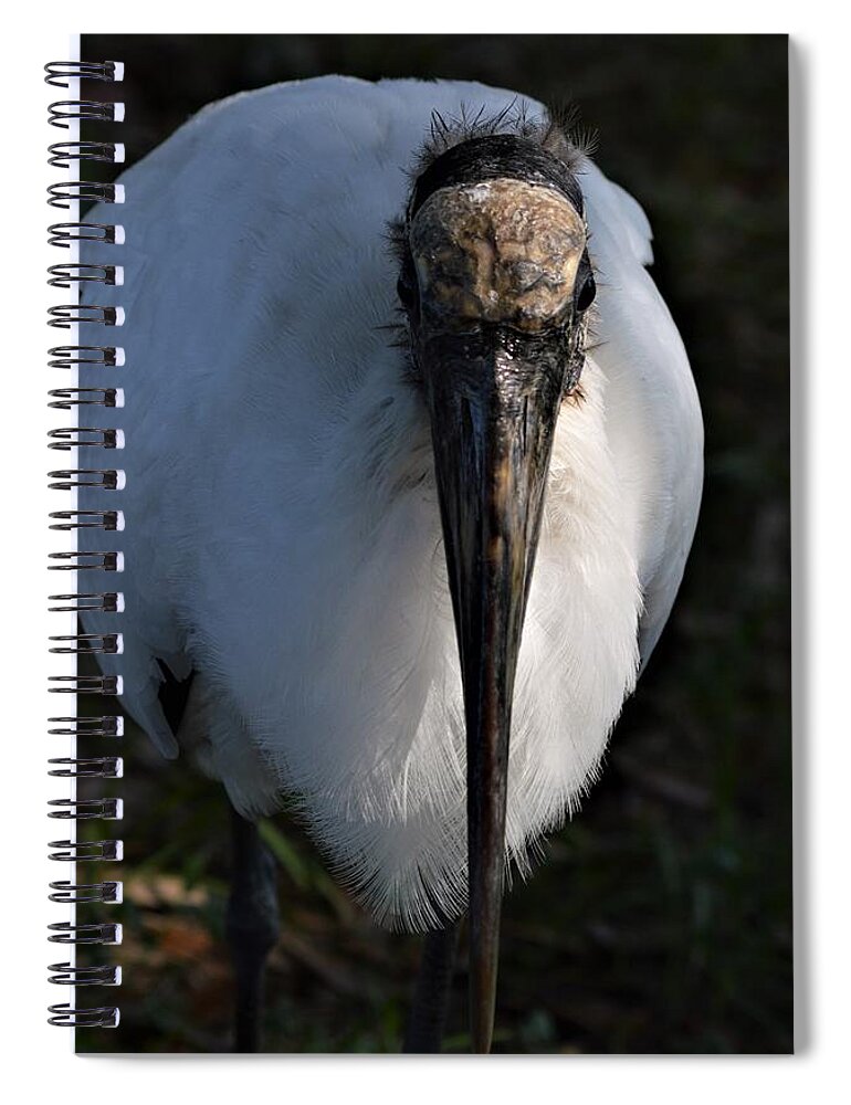 Head On Wood Stork Spiral Notebook featuring the photograph Head On Wood Stork by Warren Thompson