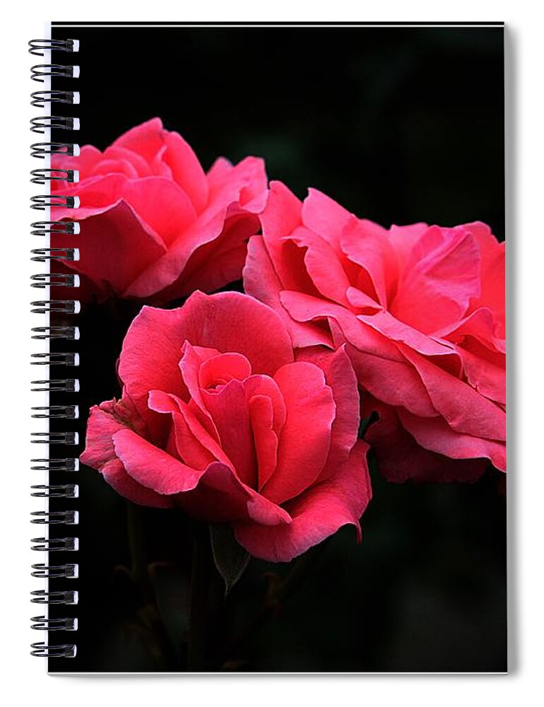 Rose Spiral Notebook featuring the photograph Heavenly Roses by Mary Walchuck