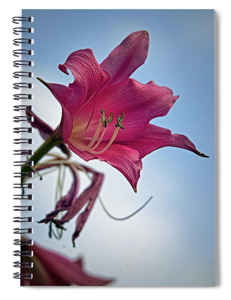 Lily Spiral Notebook featuring the photograph Heirloom by M Kathleen Warren