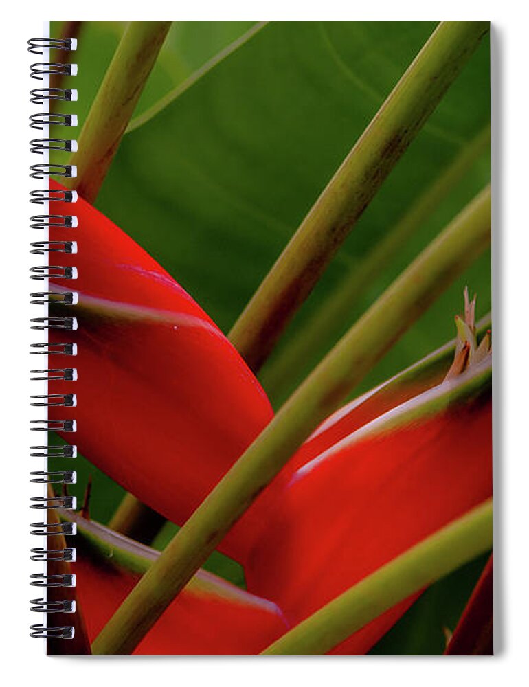 Kauai Spiral Notebook featuring the photograph Heliconia X by Doug Davidson