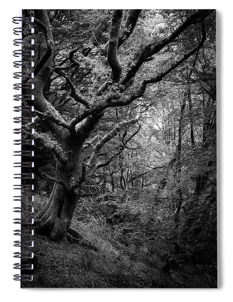 Tree Spiral Notebook featuring the photograph Hello darkness by Gavin Lewis