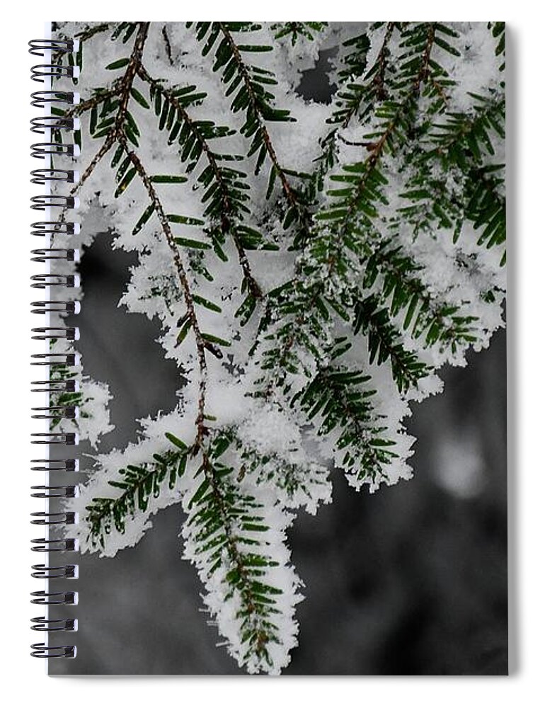 Tucker County  Spiral Notebook featuring the photograph Hemlock and Hibernation Dust by Randy Bodkins