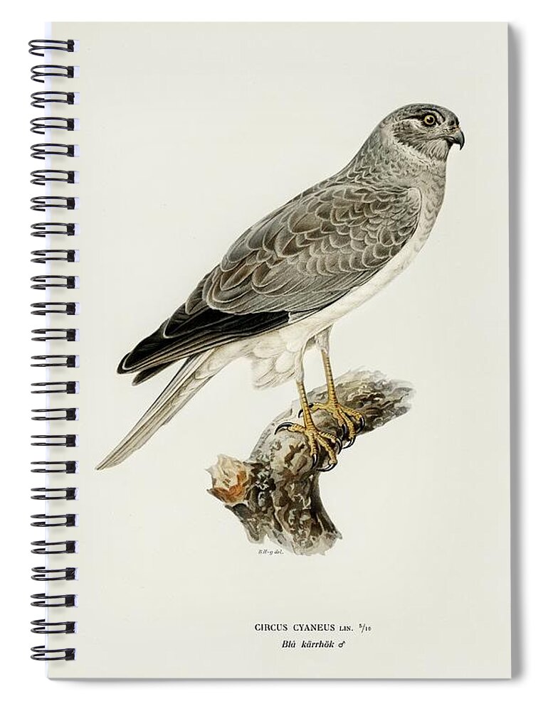 Vintage Print Spiral Notebook featuring the mixed media Hen Harrier by World Art Collective