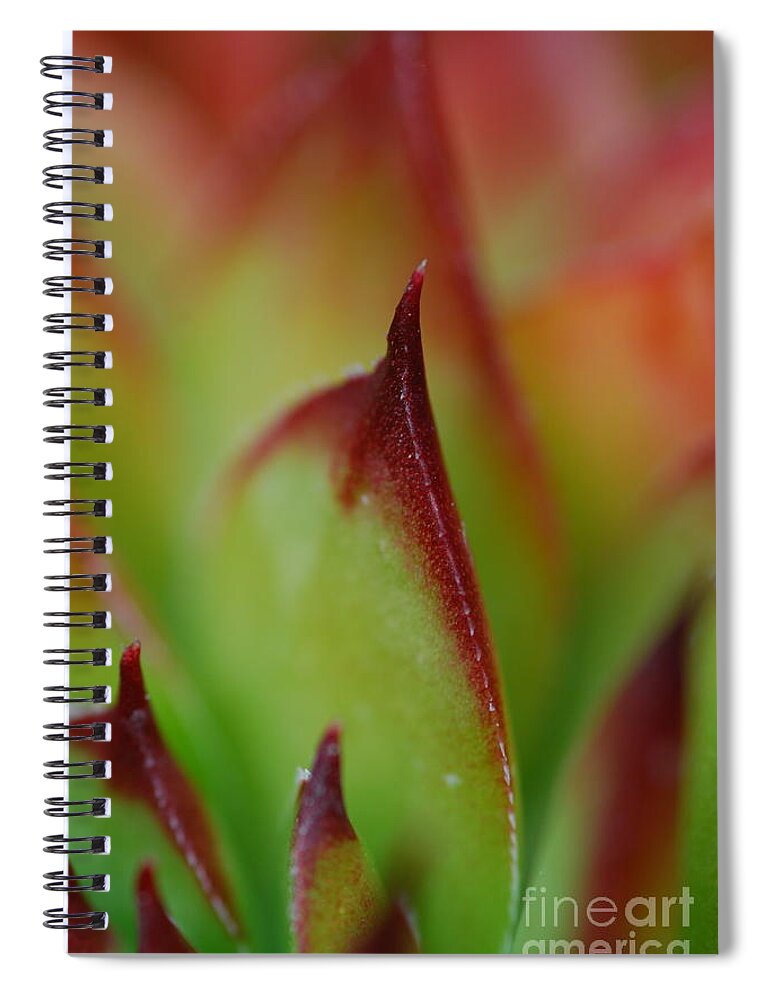 Hens And Chicks Spiral Notebook featuring the photograph Hens And Chicks #9 by Stephanie Gambini