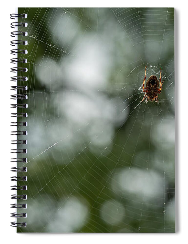 Ventral View Spiral Notebook featuring the photograph Hentz Orb Weaver and Web by Brooke Bowdren
