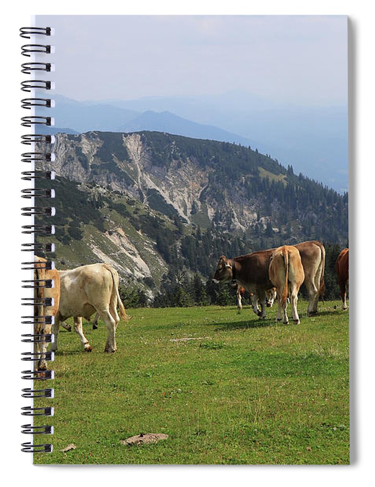 Hochkar Spiral Notebook featuring the photograph Herd of Pinzgauer cattle grazes on the Hochkar mountain with an incredible and soothing view of the rest of the Austrian Alps. Organic product, the freshest and highest quality milk. by Vaclav Sonnek