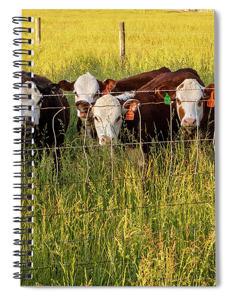 Agricultural Spiral Notebook featuring the photograph Hereford Calves at the Fence by Eleanor Abramson