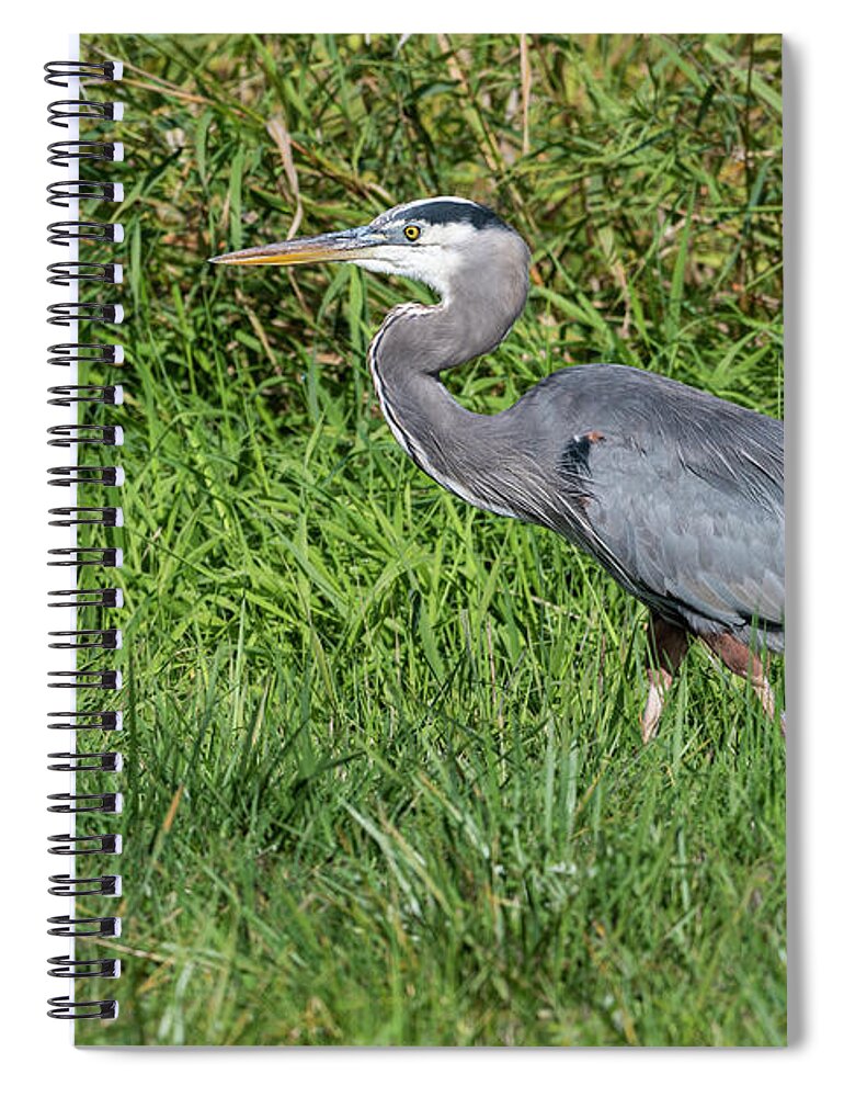 Afternoon Spiral Notebook featuring the photograph Heron Hunts in Grass by Robert Potts