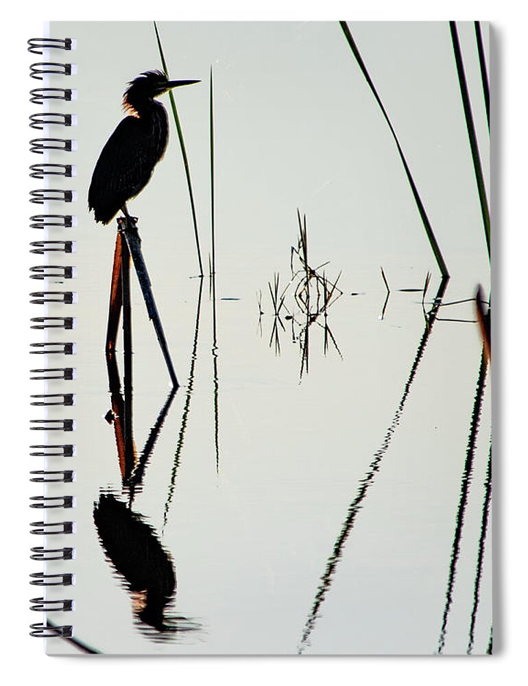 Green Heron Spiral Notebook featuring the photograph Heron in a Marsh by Bradford Martin