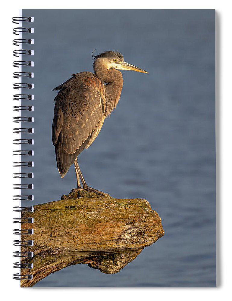 Blue Heron Spiral Notebook featuring the photograph Heron Sunset Vertical by Michael Rauwolf