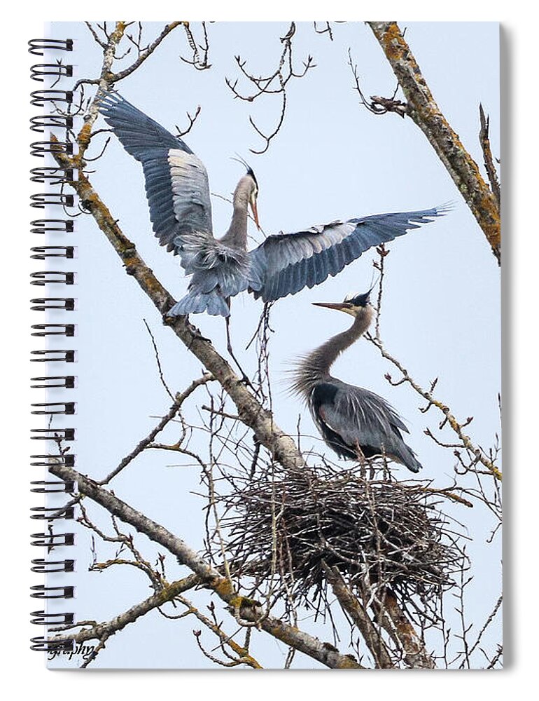 Herons Spiral Notebook featuring the photograph Herons at play by Tahmina Watson