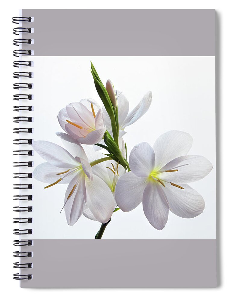 Lily Spiral Notebook featuring the photograph Hesperantha Coccinea by Terence Davis