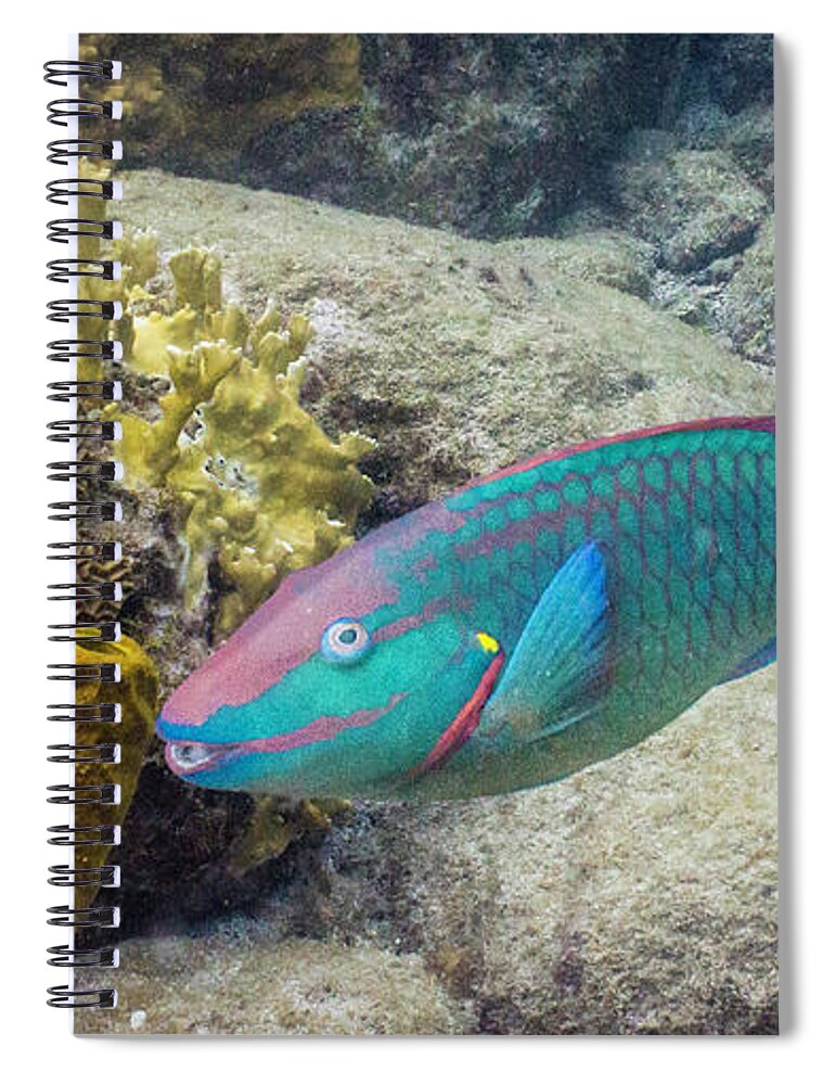 Animals Spiral Notebook featuring the photograph Hey Good Lookin' by Lynne Browne