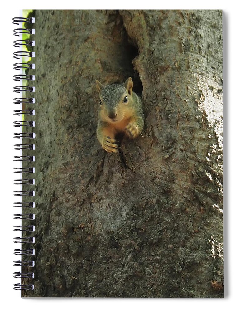 Squirrel Spiral Notebook featuring the photograph Hi There by C Winslow Shafer