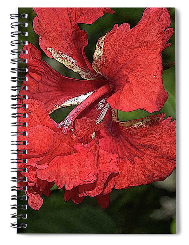 Hibiscus Spiral Notebook featuring the photograph Hibiscus 4 by Mingming Jiang