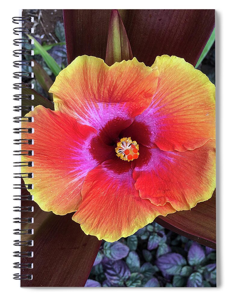 Kauai Spiral Notebook featuring the photograph Hibiscus Aerial of sorts by Doug Davidson