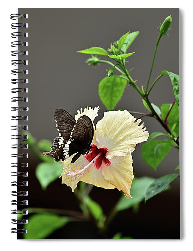 Yellow Hibiscus Spiral Notebook featuring the photograph Hibiscus and Butterfly by Amazing Action Photo Video