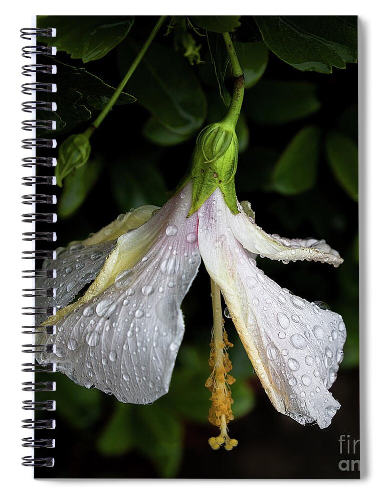 Hibiscus Spiral Notebook featuring the photograph Hibiscus in the Rain by Neala McCarten