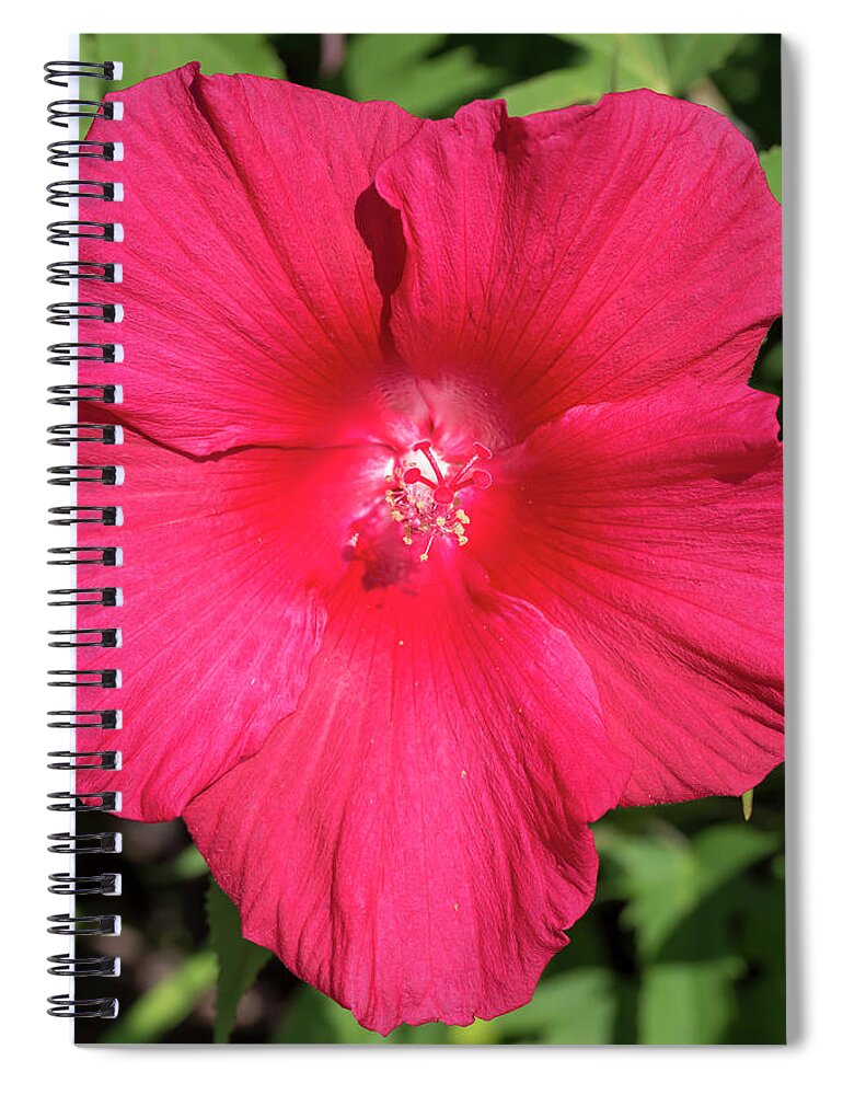 Flower Spiral Notebook featuring the photograph Hibiscus Lord Baltimore by Dawn Cavalieri