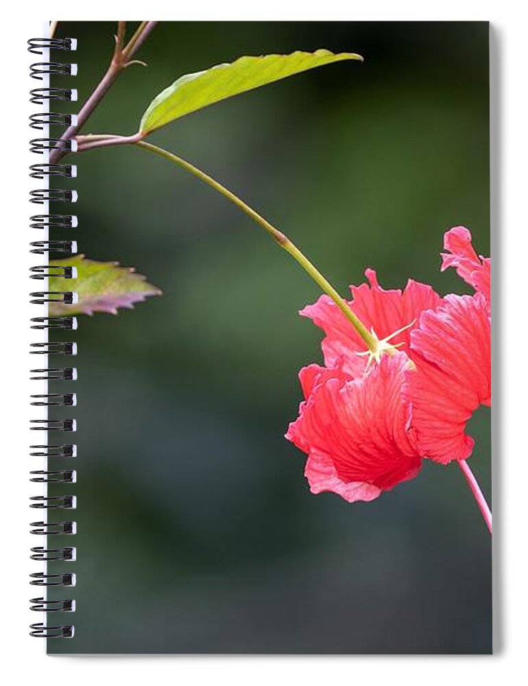 Hawaii Spiral Notebook featuring the photograph Hibiscus Bows Down by Roy Wenzl