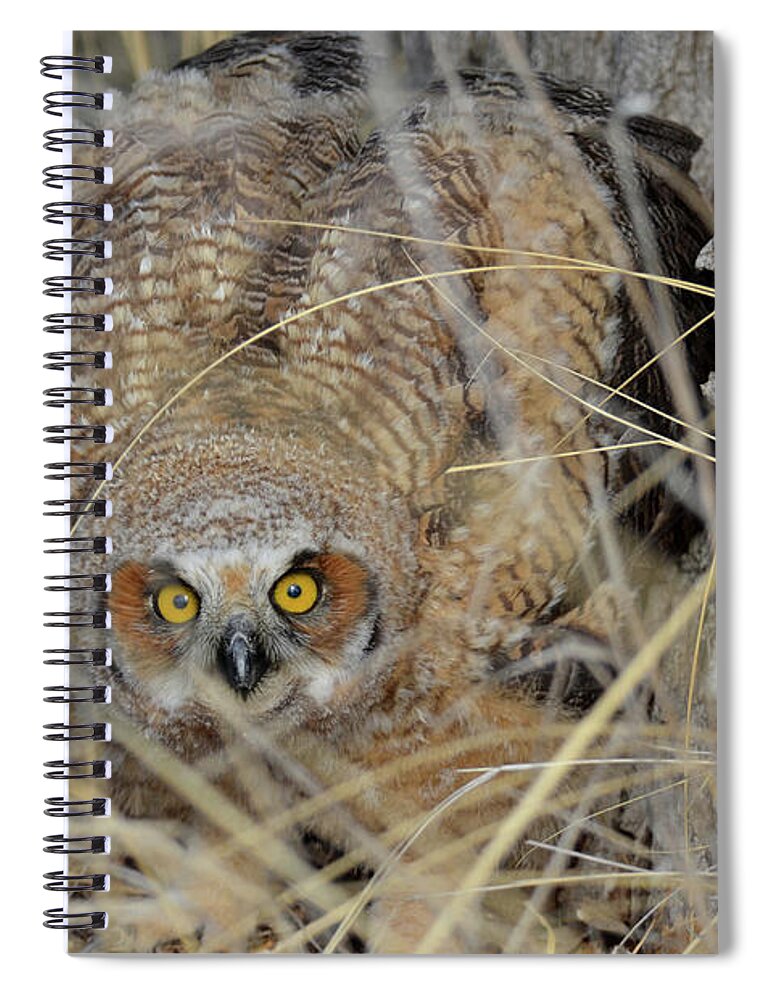 Great Horned Owl Hidden In Grass-wings Starting To Flare Out Bright Yellow Eyes- Great Horned Owl- Fledgling Owl- Owl Bird In Grass- Bright Eyed Great Horned Owl- Great Horned Owl Fledgling (art-photography Images By Rae Ann M. Garrett- Raeann Garrett) Spiral Notebook featuring the photograph Hidden by Rae Ann M Garrett