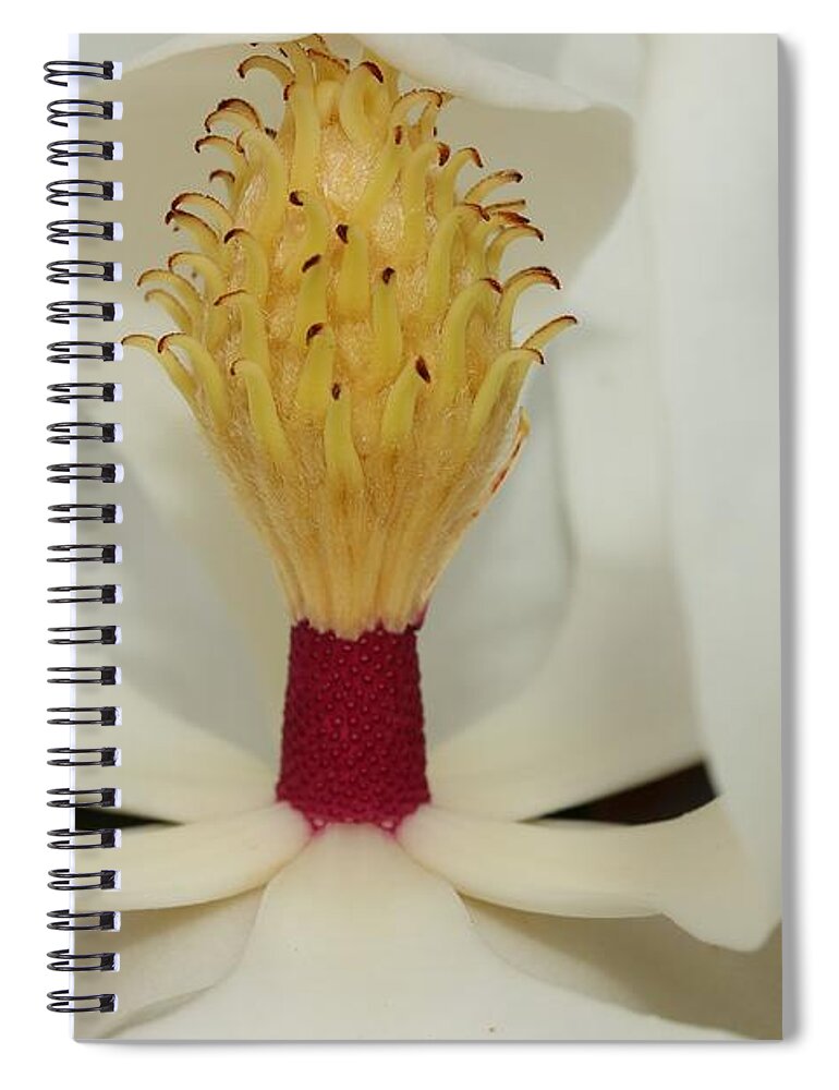 Magnolia Flower Spiral Notebook featuring the photograph Hidden Wonder 2 by Mingming Jiang