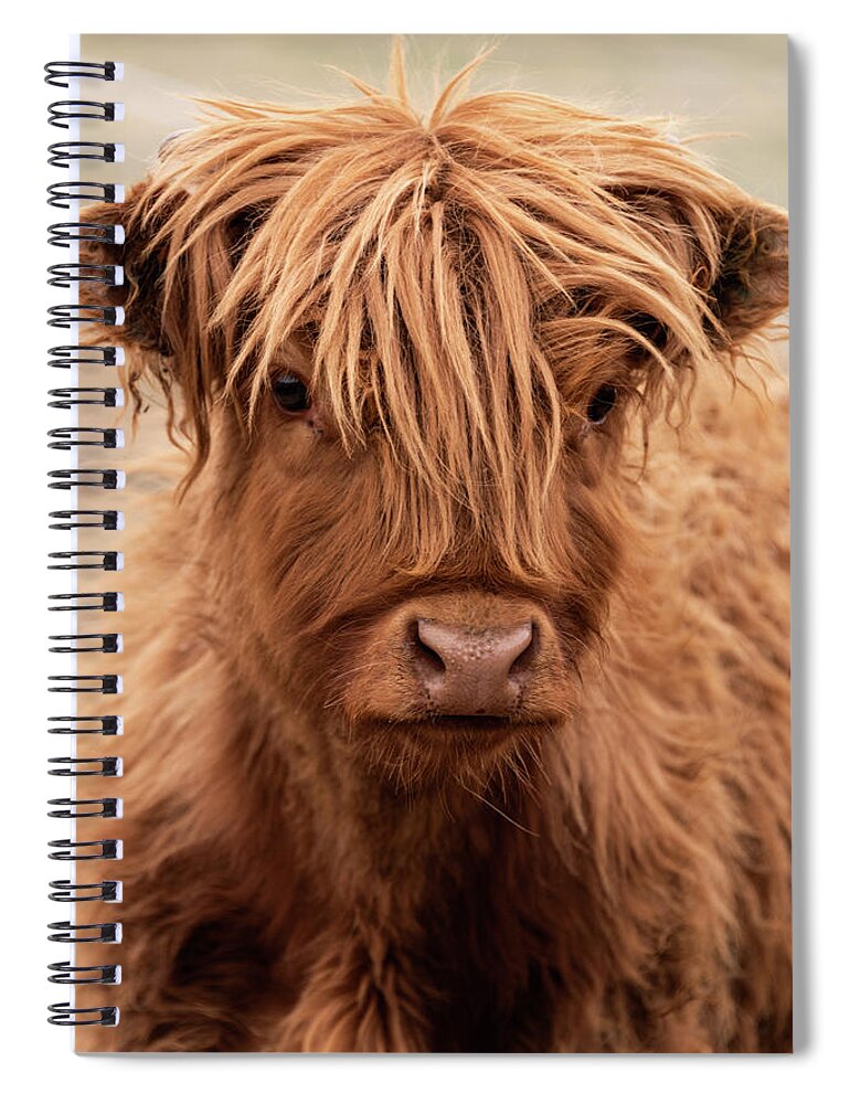 Animals Spiral Notebook featuring the photograph Highland Calf by Alicia Glassmeyer