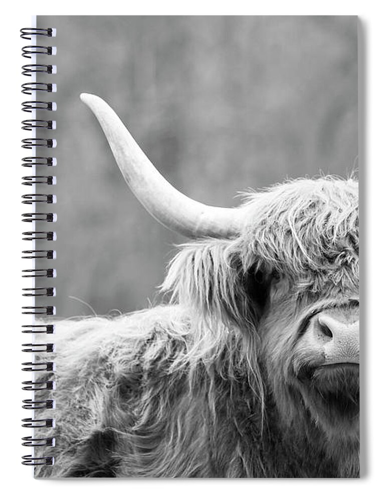 Cow Spiral Notebook featuring the photograph Highland Coo by Holly Ross