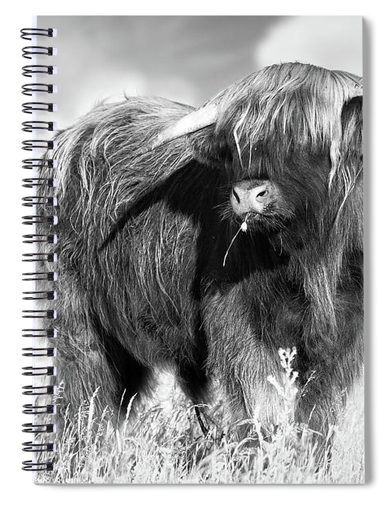 Highland Cattle Spiral Notebook featuring the photograph Highland cow portrait black and white by Simon Bratt
