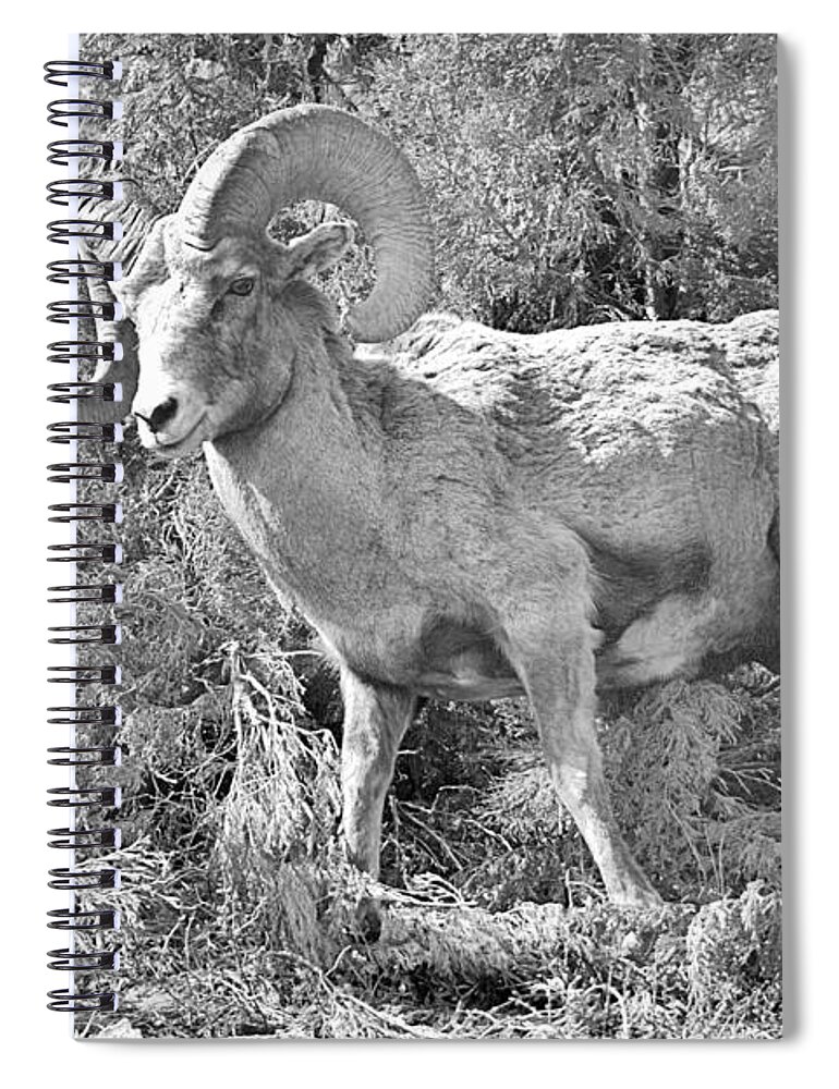 Bighorn Spiral Notebook featuring the photograph Hiking Through The Junipers Black And White by Adam Jewell