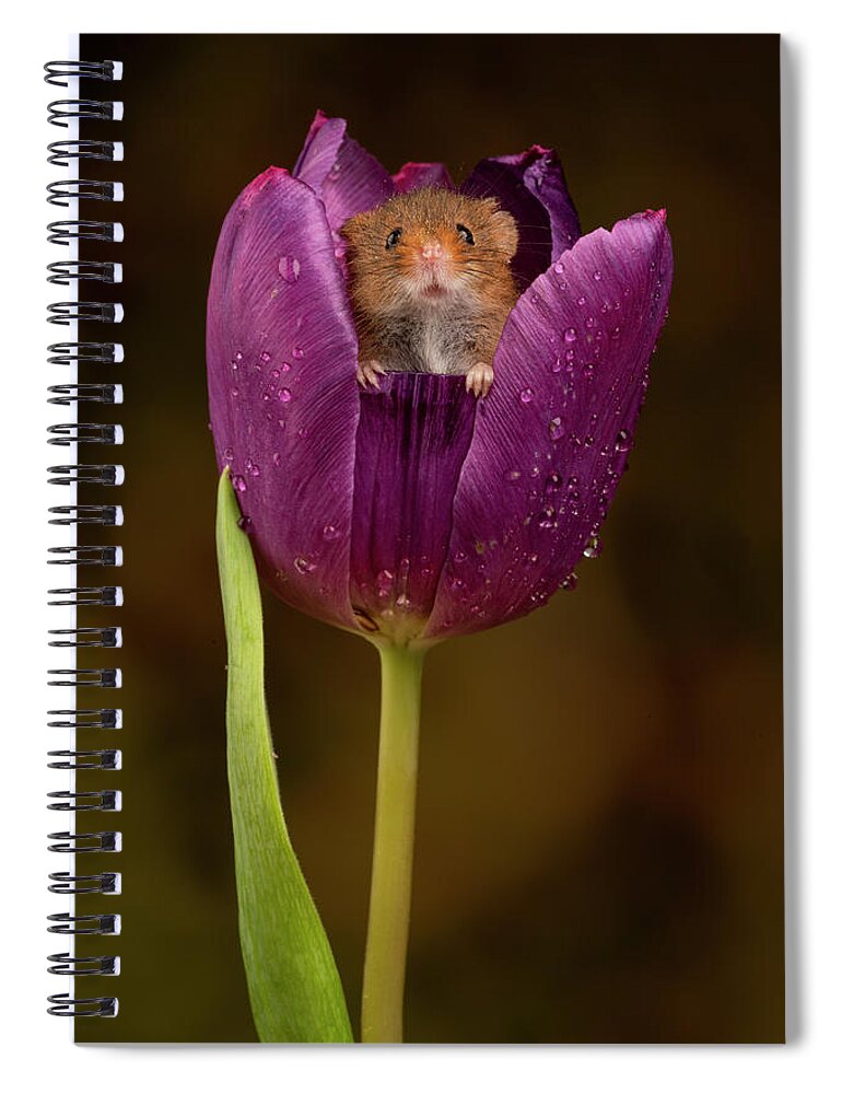 Harvest Spiral Notebook featuring the photograph HM Tulip 01906 by Miles Herbert