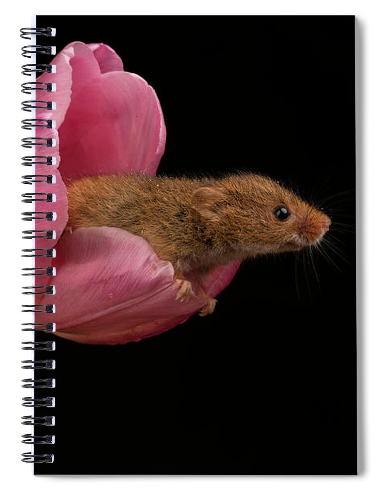 Harvest Spiral Notebook featuring the photograph HM Tulip 02097 by Miles Herbert