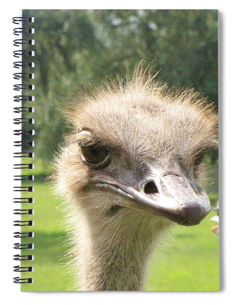 African Flightless Bird Spiral Notebook featuring the photograph Hmmm by World Reflections By Sharon