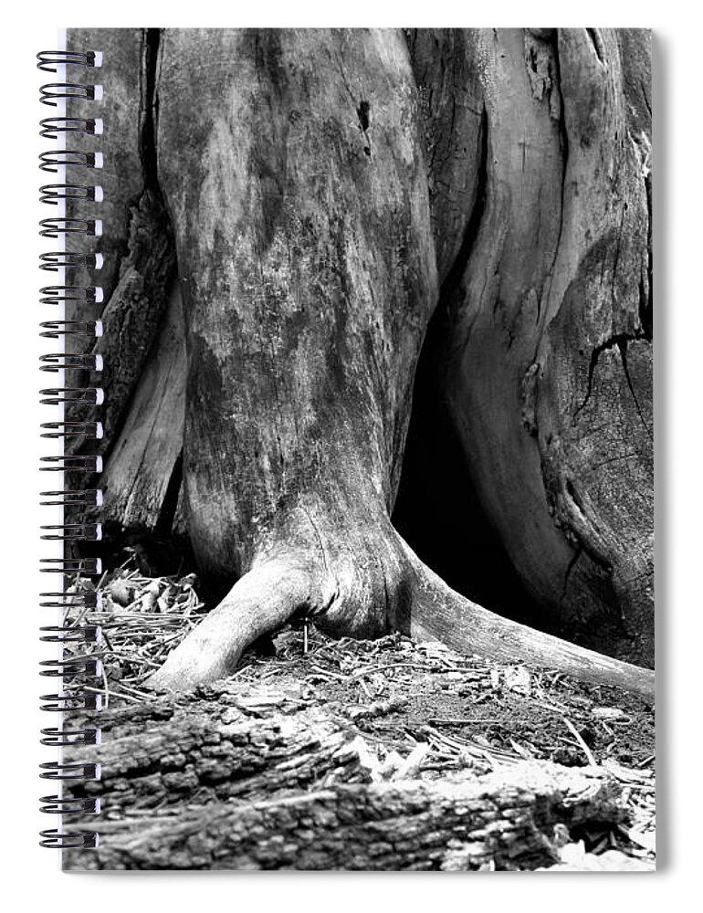 Tree Spiral Notebook featuring the photograph Hollow Tree Trunk in Black and White by Amanda R Wright