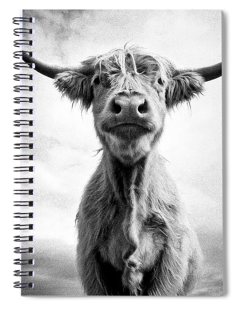 Cow Spiral Notebook featuring the photograph Holy Cow by Louise Tanguay