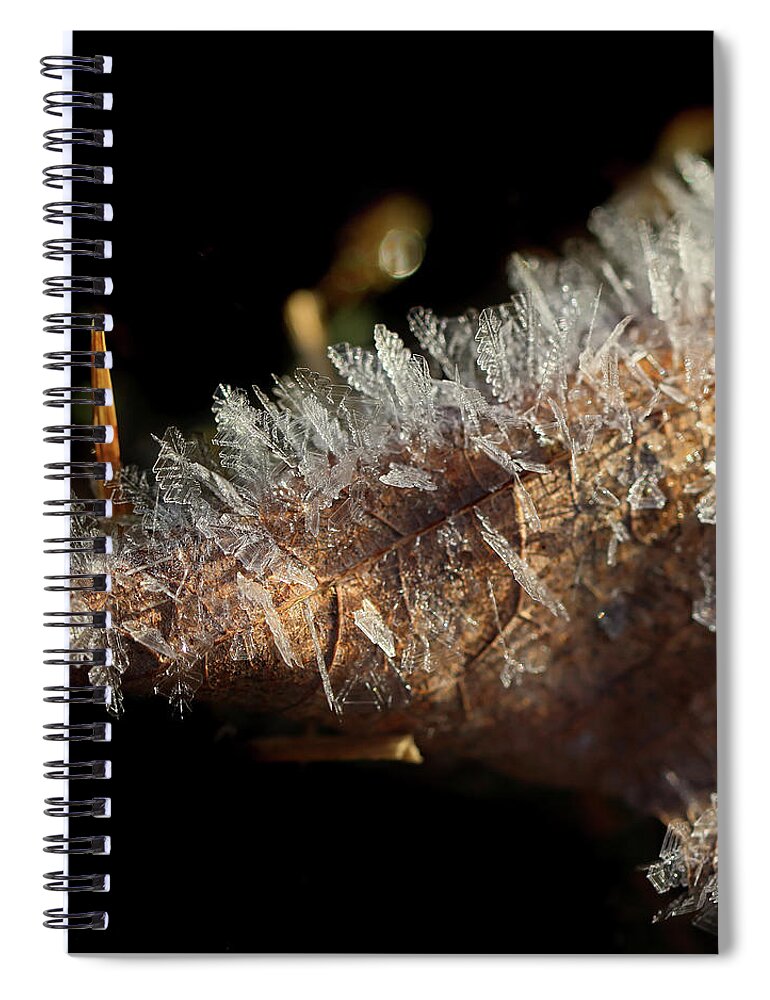 Macro Spiral Notebook featuring the photograph Holy Macro by Karen Adams