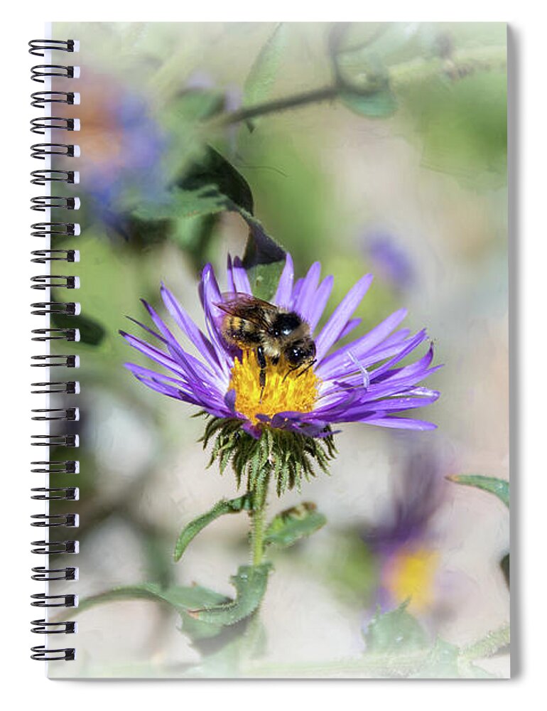 Asteraceae Spiral Notebook featuring the photograph Honey Bee on Purple Aster by Debra Martz