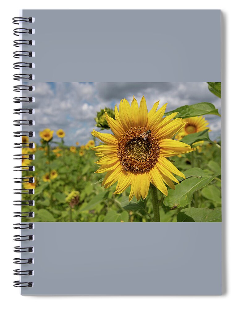 Sunflower Spiral Notebook featuring the photograph Honeybee on Sunflower by Carolyn Hutchins