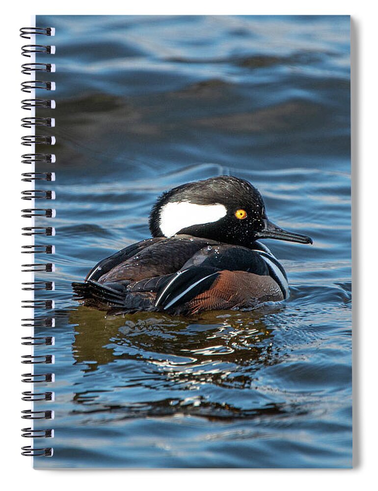 Duck Spiral Notebook featuring the photograph Hooded Merganser Drake by Kristia Adams