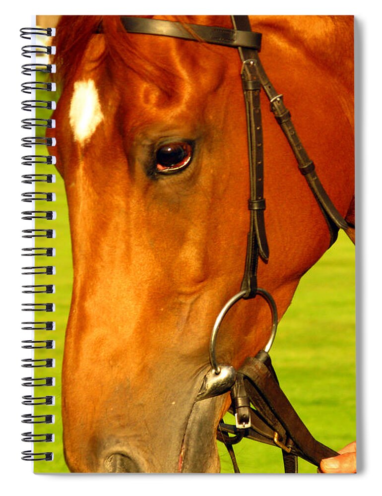 Horse Spiral Notebook featuring the photograph Horse Close up photograph 1 by Tom Conway