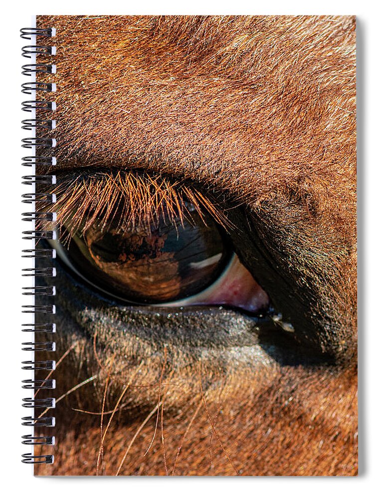 Horse Spiral Notebook featuring the photograph Horse Eye Close Up by Karen Rispin